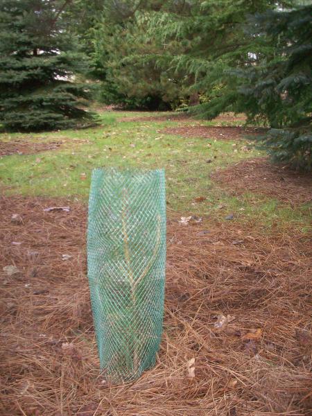 Croissance et protection des végétaux - Manchon Anti-Rongeur (x10) - face recto